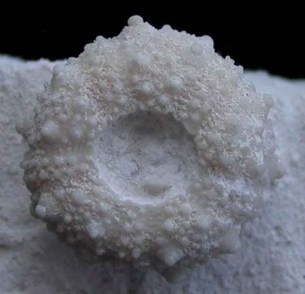 Salenocidaris granulosa